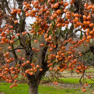 A large Early Fuyu Persimmon tree absolutely laden with fruit.