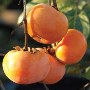 Four Early Jiro Persimmon plum, orange fruits on the stem.