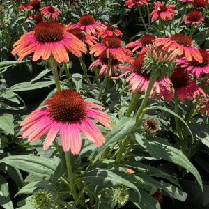 Echinacea Butterfly Rainbow Marcella yellow, coral and pink flowers with dark cone centres.