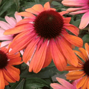 Echinacea Rainbow Marcella with dark cone centre and rainbow petals.