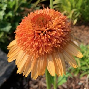 Echinacea Supreme Cantaloupe bloom in three shades of cantaloupe, with a large pompom centre.