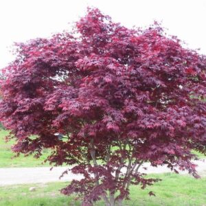 Emperor one Japanese Maple tree with burgundy red fall leaves.