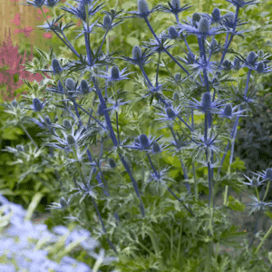 Eryngium zabelii Big Blue electric blue flowers, foliage and stems.