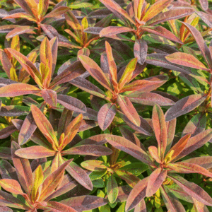 Euphorbia epithymoides Bonfire flamboyant foliage in deep purple, red, orange and green.