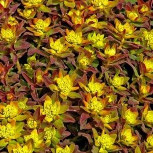 Planting of Euphorbia polychroma Bonfire with yellow bracts, set against deep purple, orange, red and green foliage