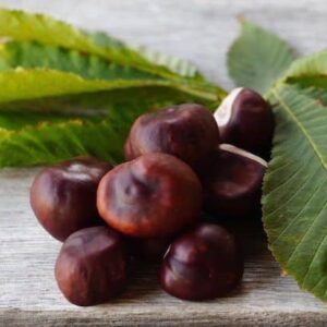 European Horse Chestnut Tree brown seeds or "conkers".