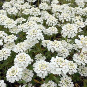 Evergreen Candytuft perennial dense stems of flattened, multi-petaled white flowers.