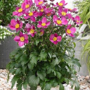 Fall Anemone plant with a green foliage mound and pink, single flowers with yellow centres on tall stems.