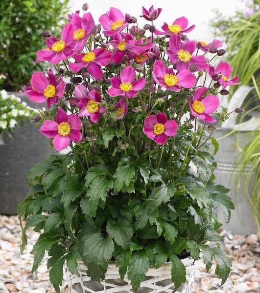 265　アネモネ Fantasy Red Riding Hood Anemone | Fall-blooming Anemone