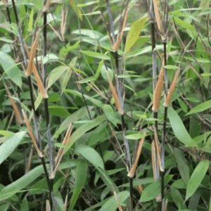 Fargesia nitidia Great Wall canes of green and greyish blue with long, slender leaves.