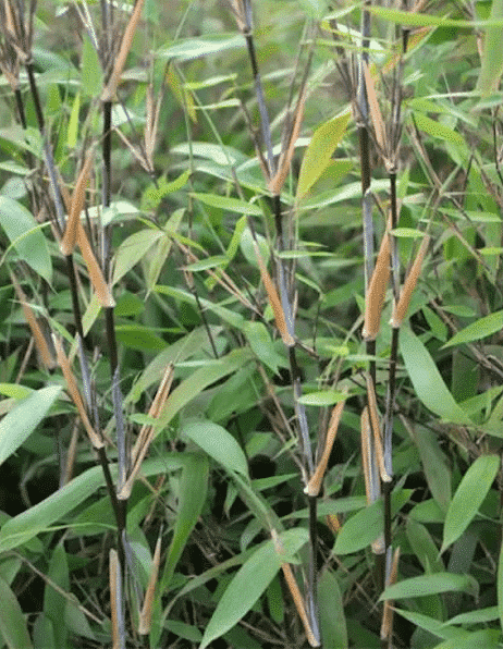 Clumping Bamboo | Fountain Bamboo | Fargesia nitida 'Great Wall'