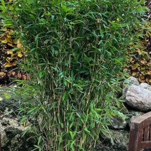 Winter Hardy Bamboo | Umbrella Bamboo | Fargesia 'Winter Joy'
