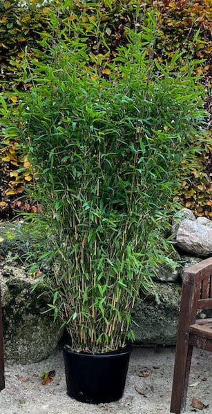 Winter Hardy Bamboo | Umbrella Bamboo | Fargesia 'Winter Joy'