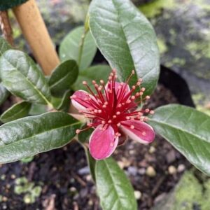 Feijoa Bush red, pink and white flower surrounded by shiny, leathery, green leaves.