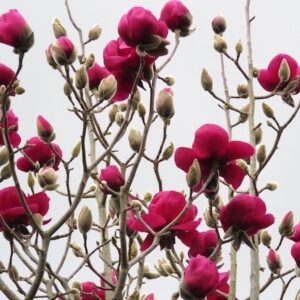 Felix Magnolia tree spring buds of deep pink, on bare spring branches.