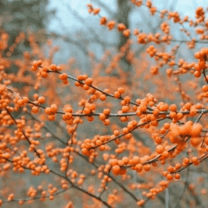 Female Winterberry plant orange berries on the bare winter stem.