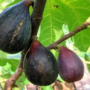 Ficus carica Black Mission plump, pear-shaped, deep purple-black skinned fruits on the tree.
