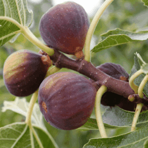 Ficus carica Chicago Hardy fruits in deep purple on the branch, surrounded by large, deeply-lobed leaves.