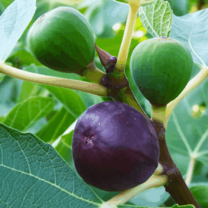 Ficus carica Petite Negra fruits on the tree. Some are green, and one is bright purple.
