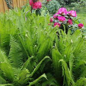 Green Fiddlehead ferns in a border behind pink peonies.