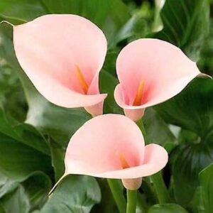 Three hooded Flamingo Calla Lily blooms in soft pink with yellow spadix.