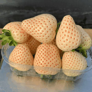 Huge Florida Pearl Strawberry fruits with a pink blush and red seeds, in a tray on a weigh scale.