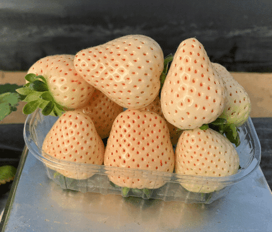 Pineberry | Florida Pearl Strawberry | White Strawberry