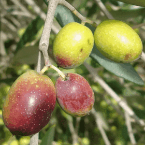 Frantoio Olive plant fruits ripening on the branch.