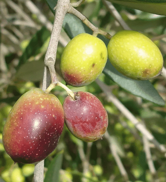 Frantoio Olive Tree | Olea europaea 'Frantoio'