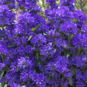 Freya Clustered Bellflower star-shaped, dark blue-violet flowers.