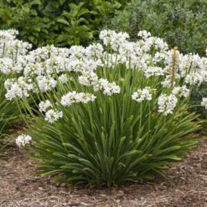 Galaxy White Lily of the Nile plant with upright strappy green leaves and roundish clusters of white flowers atop sturdy stems.