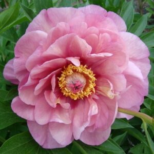 Garden Candy Double Bubble Pink Itoh Peony flower in full bloom.