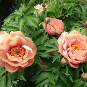 Large blooms and buds of Garden Candy Peach-A-Lucious Itoh Peony on the plant.
