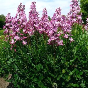 Gas Plant with spiked clusters of pink flowers on sturdy, upright stems, and leathery, lance-shaped, green leaves.