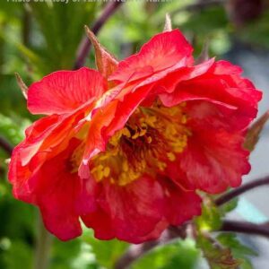Stunning, single flower of Geum Tempo Coral in layered coral red petals.