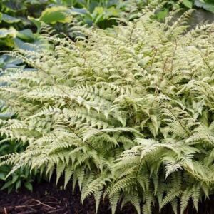 The nicely circular habit of Ghost Japanese Painted Fern.