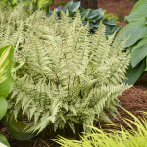 A young Ghost Lady Fern with upright pale fronds.