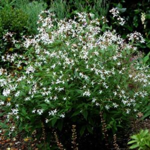 Gillenia trifoliata soft, loosely round habit with lovely, delicate, white flowers.