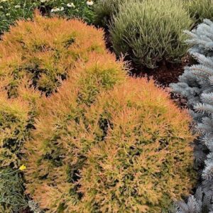 Two round Globe Cedar bushes with yellow and orange tipped green foliage.