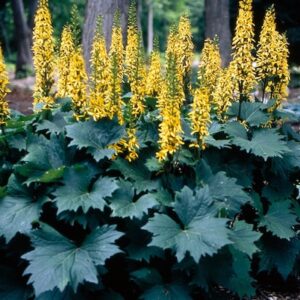 Golden Ray plant at wood's edge.