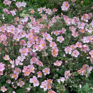 A swath of Grape-leaf Anemone plant pink blooms with yellow centres.