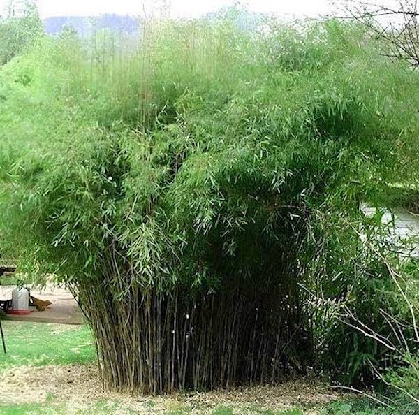 Clumping Bamboo | Fountain Bamboo | Fargesia nitida 'Great Wall'