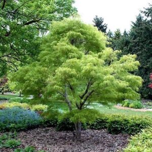 Green Cutleaf Japanese Maple tree, with long, lacy green leaves.