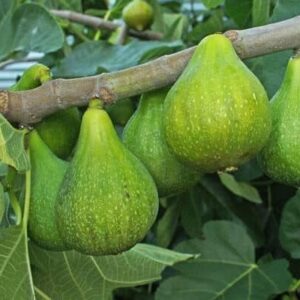 Green Fig Tree branch laden with pear-shaped green figs.