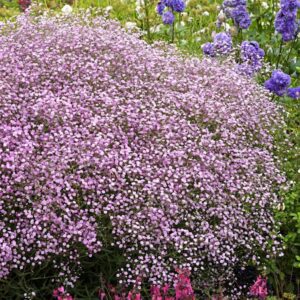 Gypsophila paniculata Festival Pink Lady plant covered in small, pink flowers.