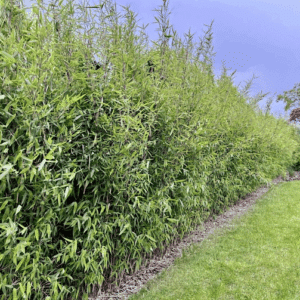 A long, dense hedge of Hardy Clumping Bamboo.