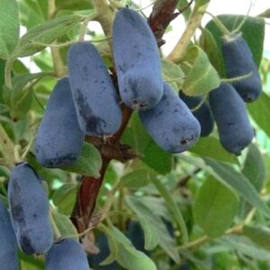 Haskap Honeyberry oblong blue fruits.