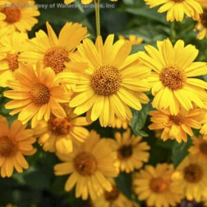 Stunning Heliopsis Tuscan Sun golden yellow flowers.