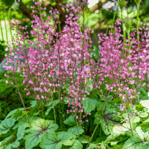 Heucherella Pink Fizz spiked flowers above silver-dusted, soft green leaves with heavy wine veining.