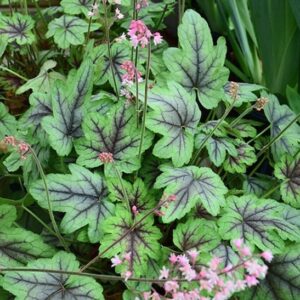 Heucherella Pink Fizz foliage with large, deeply-lobed, silver-dusted, soft green leaves with heavy wine veining.